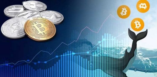 veľryby_whales_bitcoin