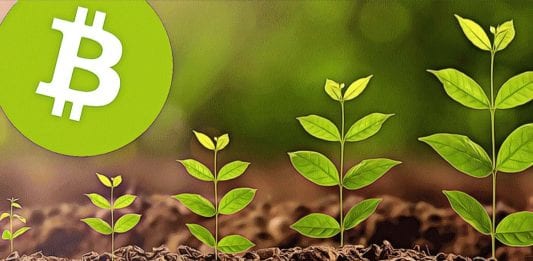 bitcoin growth up to green plant