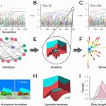 Po nespočetnom množstve gener&aacute;ci&iacute; vedci z Michiganskej univerzity na&scaron;li dizajn, ktor&yacute; bol dostatočne dobr&yacute; a hlavne, dal sa re&aacute;lne vytvoriť z buniek.