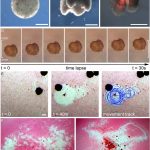 Takto vyzer&aacute; re&aacute;lny mikroorganizmus z buniek. M&ocirc;žete vidieť, že sa naozaj h&yacute;be.